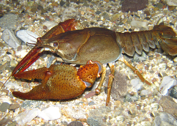 Edelkrebs (Astacus astacus)